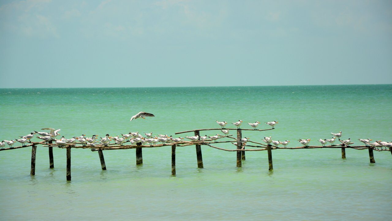 Corozal