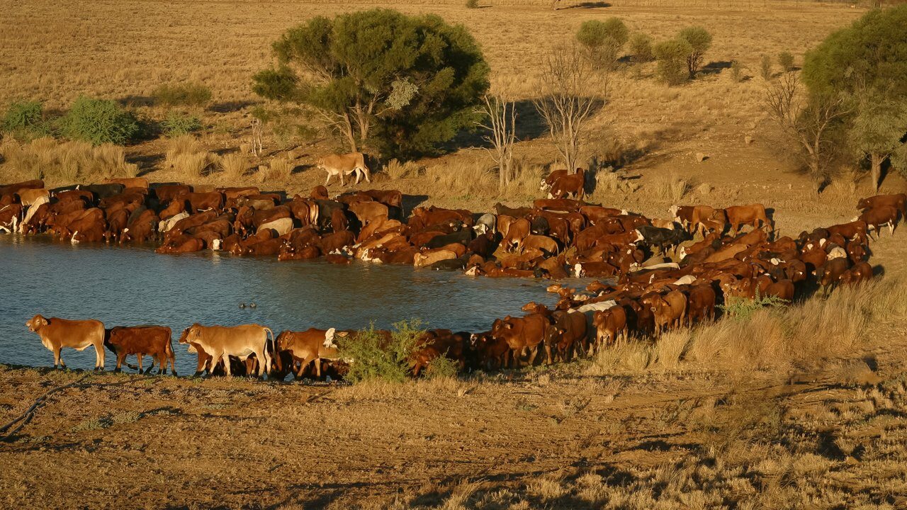 Longreach
