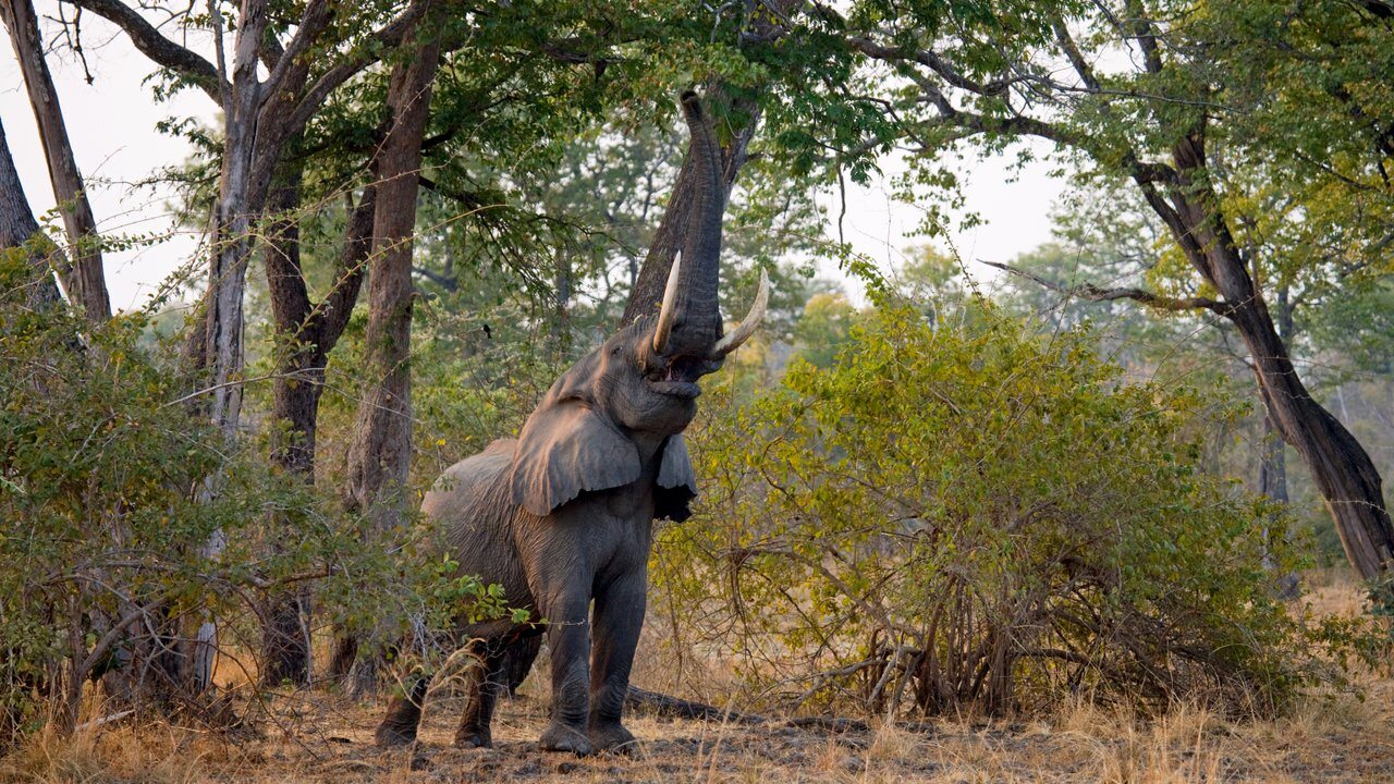 Mfuwe