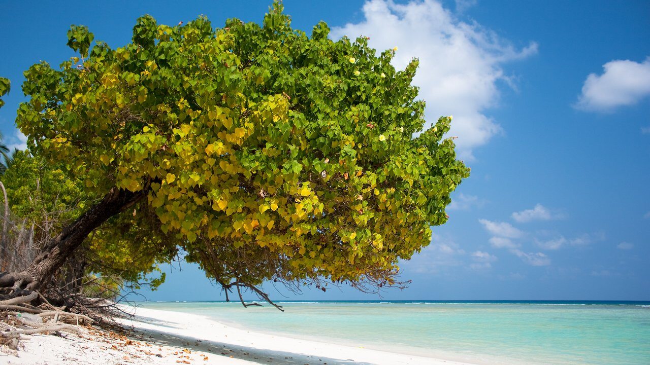 Isla Agatti
