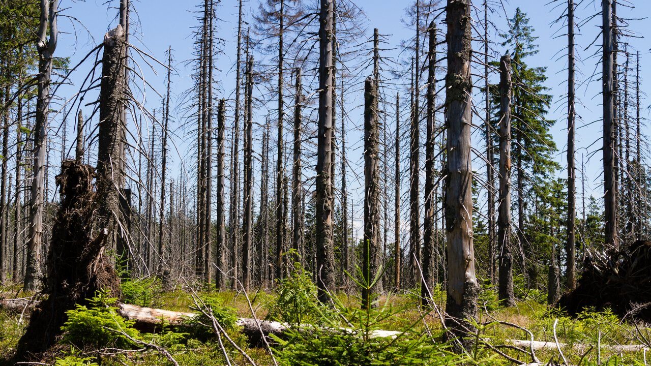 Burnt Pine