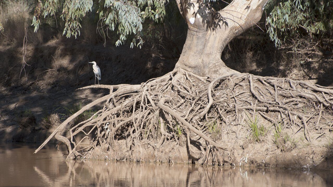 Thargomindah