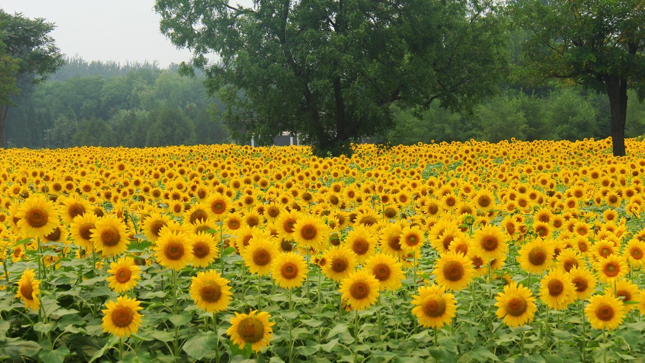 Xiangyang