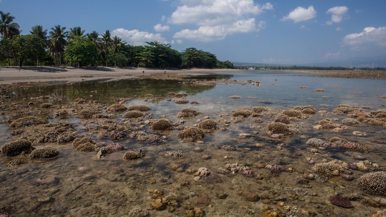 Maumere